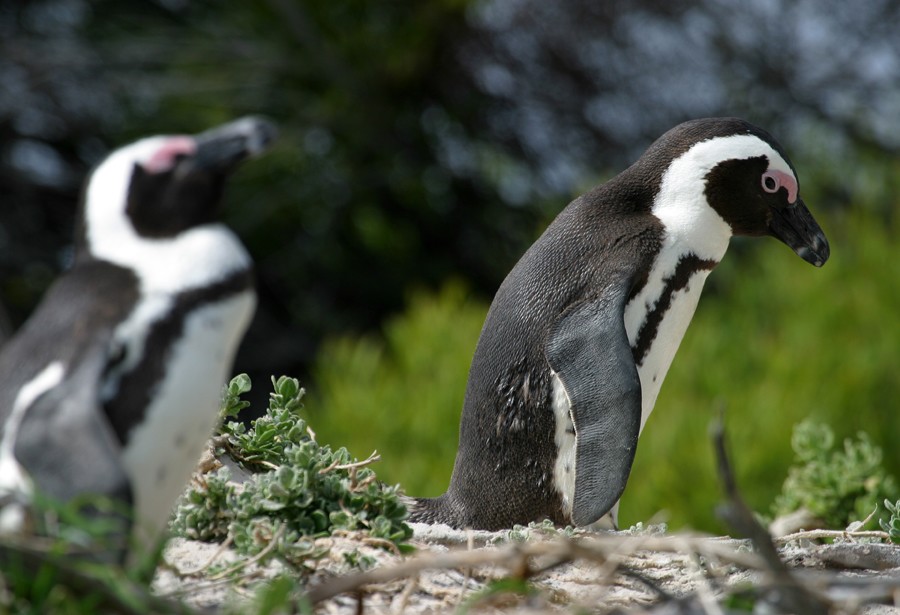 Cape Town Penguenleri